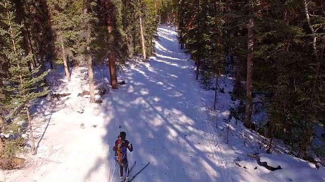 冬季两项滑雪者滑雪穿过森林视频素材