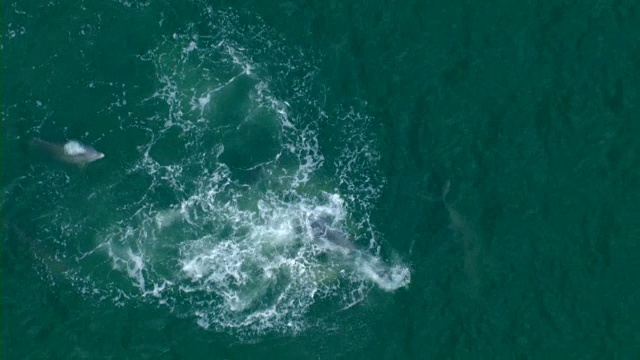 一群海豚在密西西比的墨西哥湾一起游泳并交配。视频素材