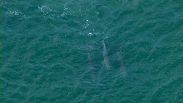 一群海豚一起在密西西比的墨西哥湾碧蓝的水域中游泳。视频素材