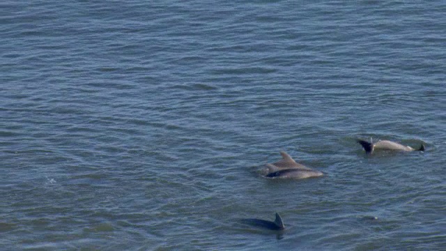 海豚在墨西哥湾游泳。视频素材