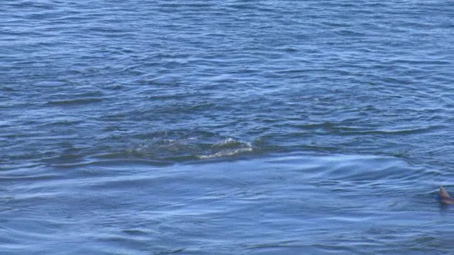 海豚在墨西哥湾游泳。视频素材