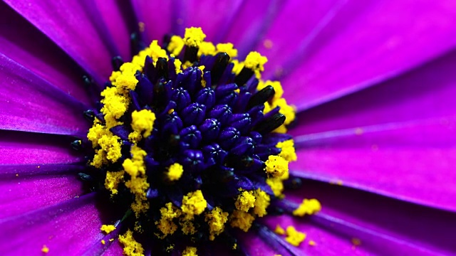 紫雏菊盛开的视频素材