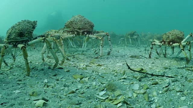 水下蜘蛛蟹的迁徙视频下载