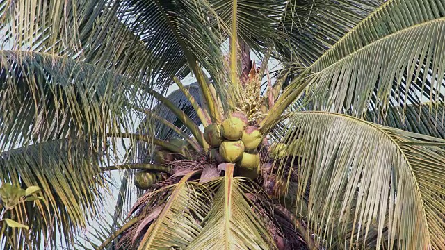椰子树在多风的海滩上吹着视频素材