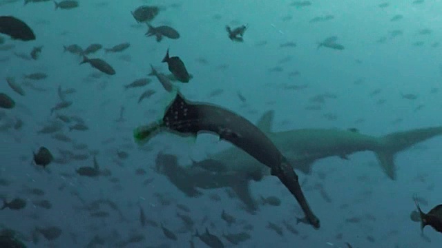 厄瓜多尔加拉帕戈斯群岛达尔文岛，双髻鲨顺着水流游向一群克里奥尔鱼。视频素材