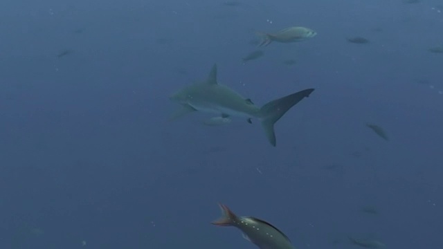 厄瓜多尔加拉帕戈斯群岛达尔文岛，加拉帕戈斯鲨鱼顺着水流游向一群克里奥尔鱼。视频素材