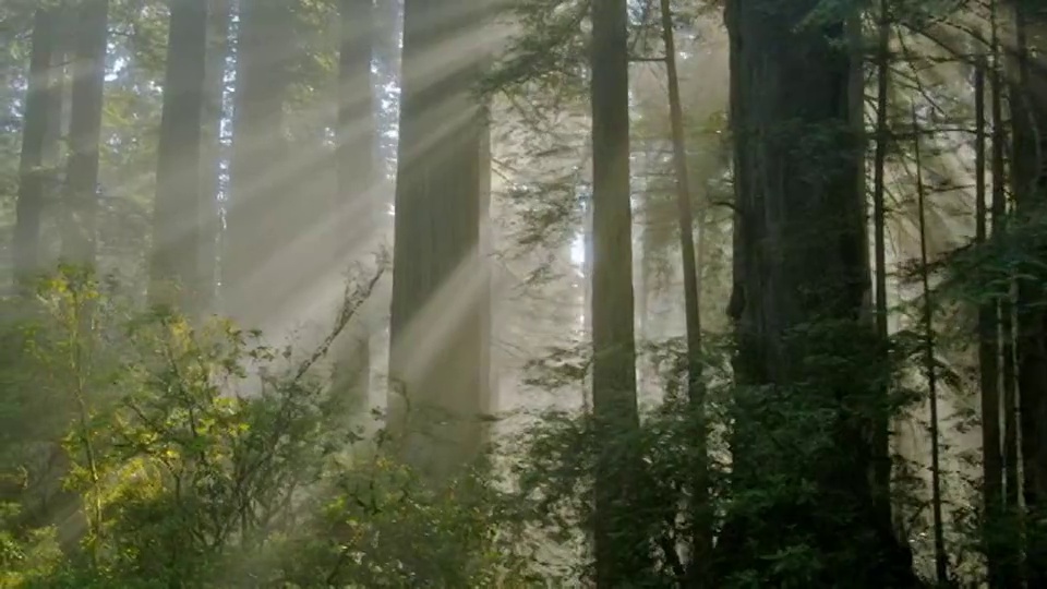 阳光透过红木国家公园的树林，加利福尼亚。视频下载