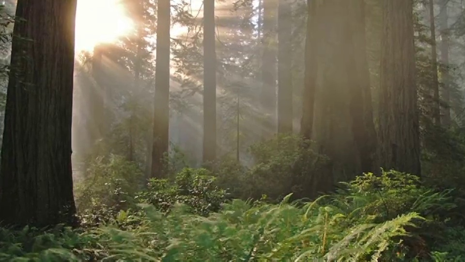 在加州红木国家公园，一条小径蜿蜒穿过被美丽的阳光照亮的森林。视频下载