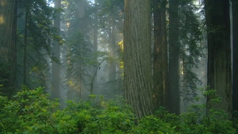 加利福尼亚红木国家公园的森林里，一缕缕阳光穿过。视频下载