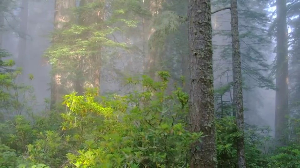 加利福尼亚红木国家公园，一缕缕阳光透过薄雾照耀。视频下载