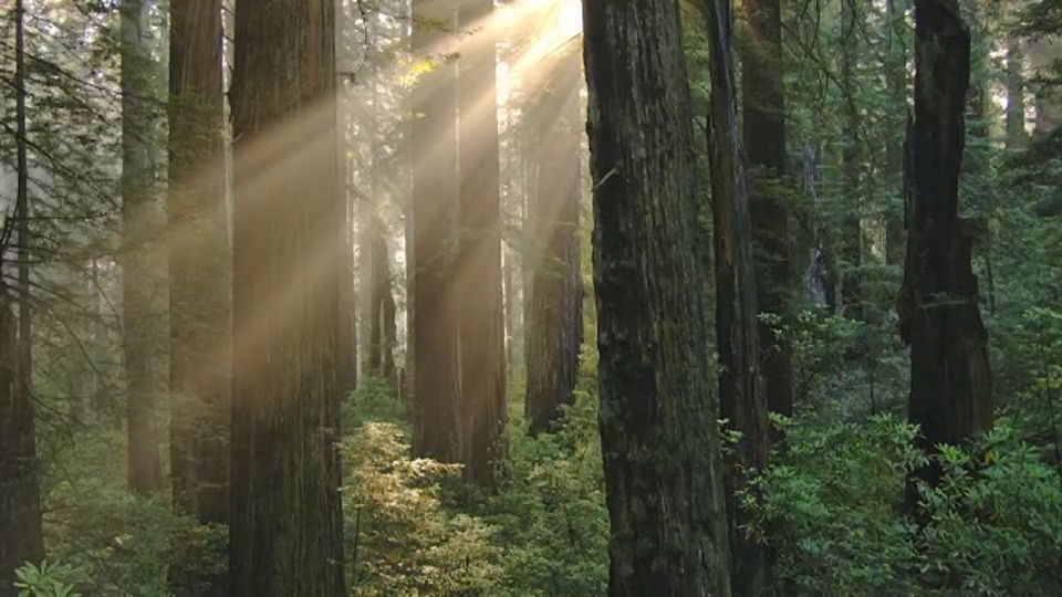 一束强烈的阳光穿过加州红木国家公园的树干。视频下载