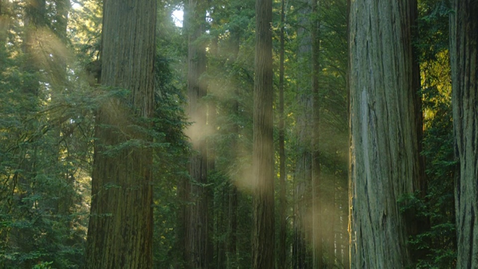 加利福尼亚红木国家公园，一缕缕阳光透过薄雾照耀。视频下载