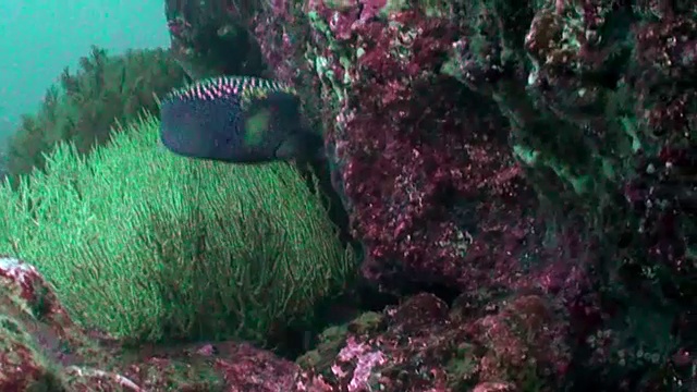 厄瓜多尔加拉帕戈斯群岛达尔文岛，一只箱形鱼靠在珊瑚礁墙上游泳。视频素材