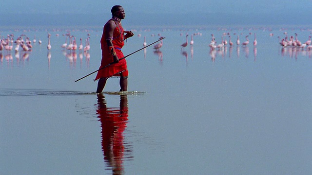 慢动作宽镜头跟踪镜头马赛部落男子走过浅水与火烈鸟的背景/肯尼亚视频下载