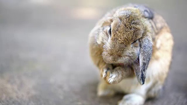 小兔子在夏天的一天视频下载