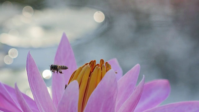 近距离观察早晨粉红莲花上的蜜蜂。视频素材