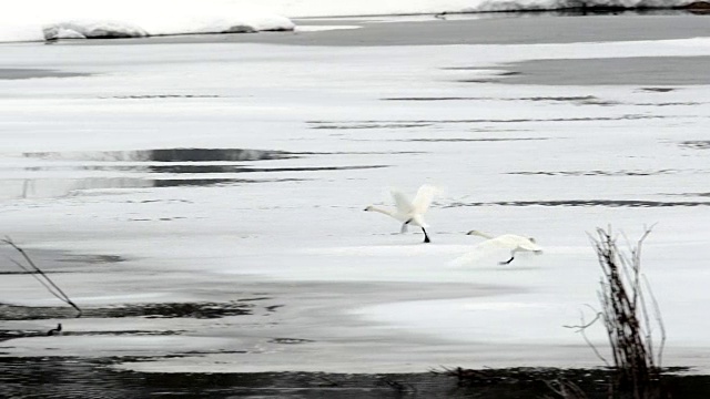 WS/SLOMO拍摄的号手天鹅(Cygnus buccinator)在黄昏的新雪中飞行视频下载