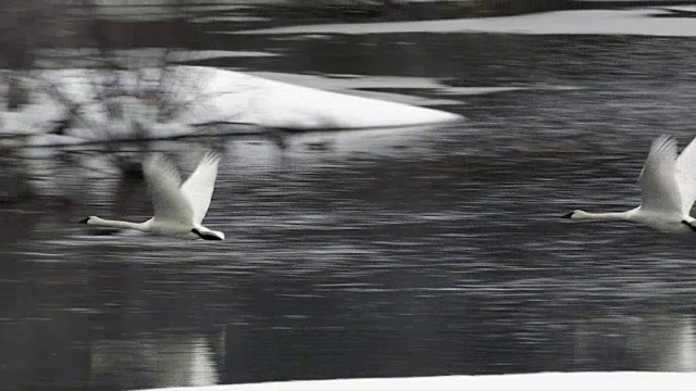 MS/SLOMO拍摄的号手天鹅(Cygnus buccinator)在黄昏飞行视频下载