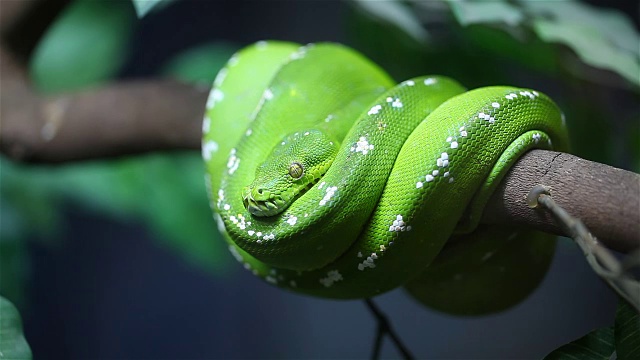 绿色的蛇在树枝上视频素材