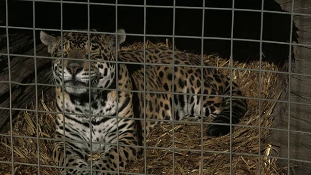 一只美洲虎(Panthera onca)在笼子里休息。视频素材