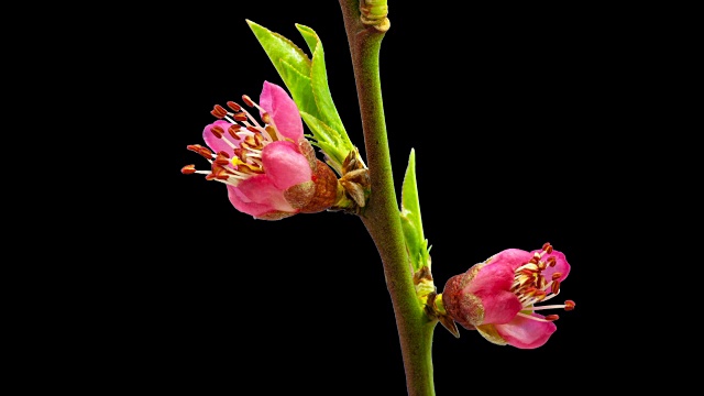 高清时间推移的葡萄园桃树花生长的黑色背景。盛开的花上色度键背景，剪下背景视频素材