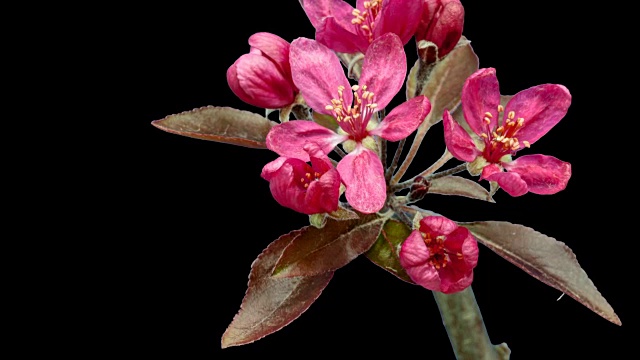 一棵野生苹果树花在黑色背景下生长的高清时间间隔。盛开的花上色度键背景，剪下背景视频素材