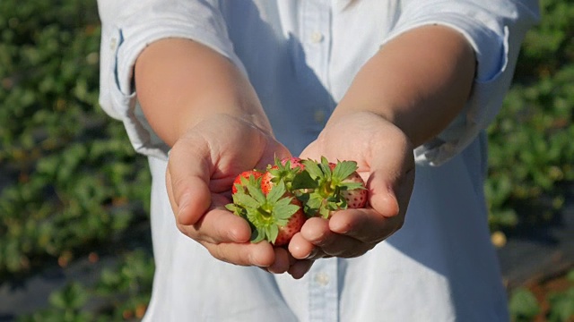 在草莓农场，女人手拿着草莓视频下载