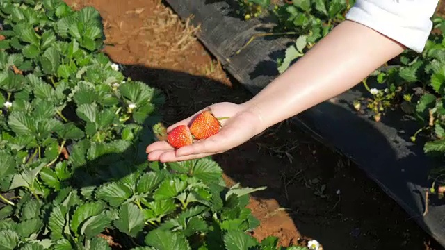 在草莓农场里从孩子身上采摘草莓的妇女视频下载