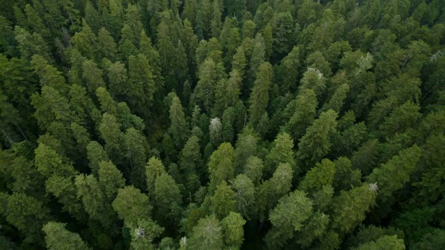 加州红杉(Sequoia sempervirens)和在红杉国家公园和国家公园的杰迪戴亚史密斯红杉国家公园区域的林下树的观点。视频下载
