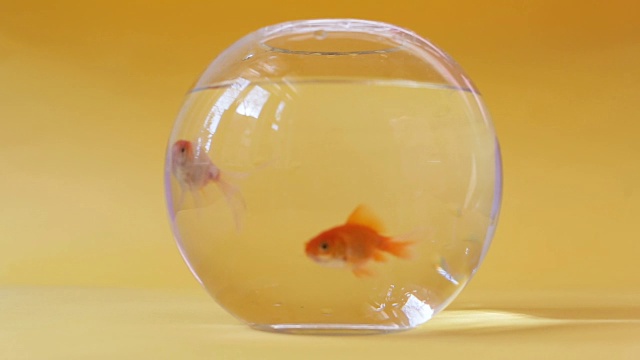 淡黄色背景上的鱼缸里的金鱼视频下载