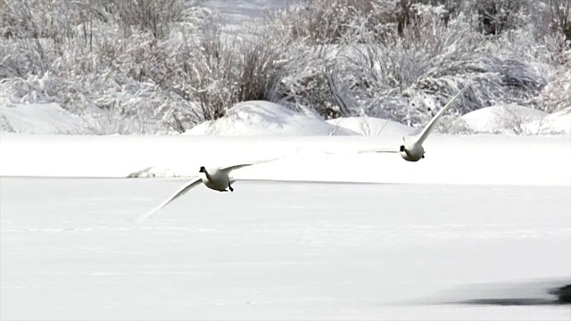 MS/SLOMO拍摄的号手天鹅(Cygnus buccinator cygnator)在新下的雪中飞向相机视频下载