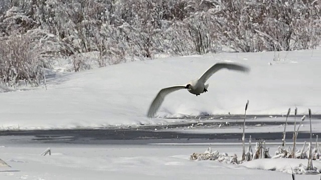 MS/SLOMO拍摄的号手天鹅(Cygnus buccinator cygnator)在新下的雪中飞向相机视频下载