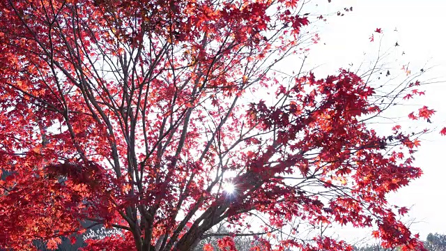日本大原的七彩秋叶。视频下载