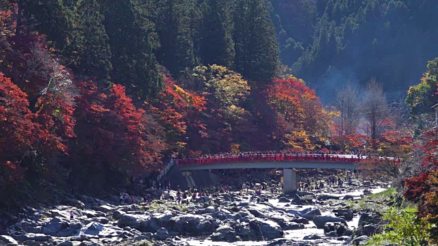 日本爱知县，红桥上人头攒动，彩绘秋叶。视频素材