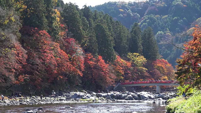 日本爱知县，红桥上人头攒动，彩绘秋叶。视频素材