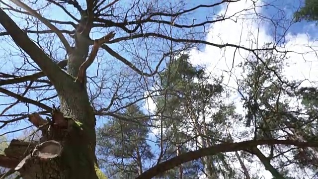 橡树的季节视频素材