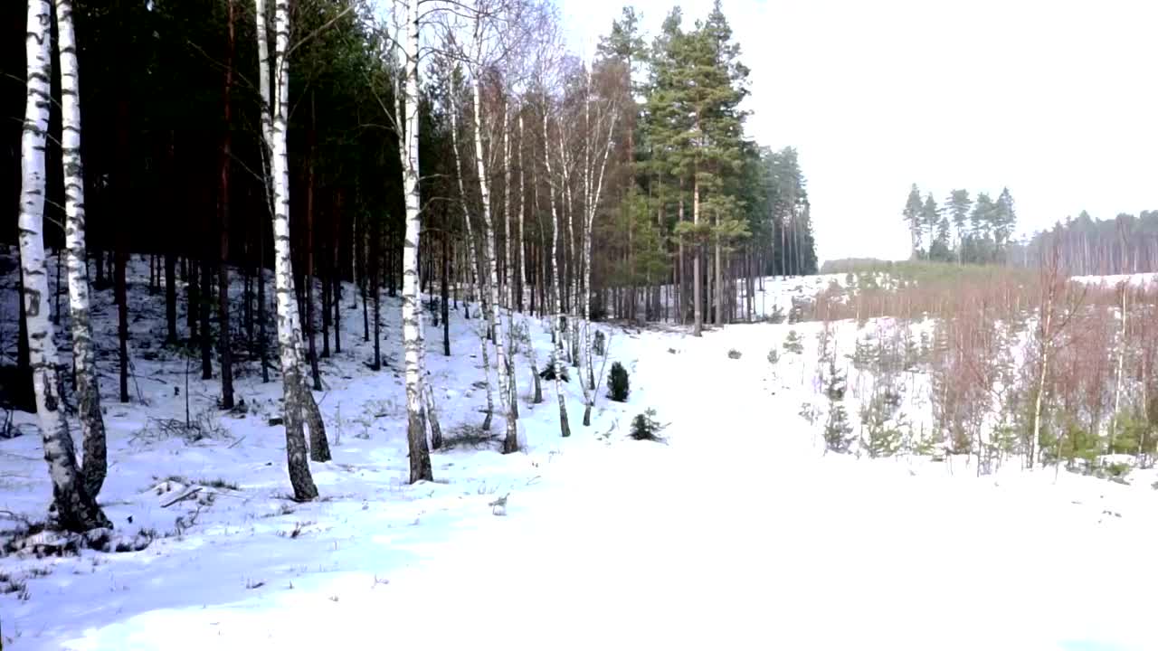 桦树-四季视频素材