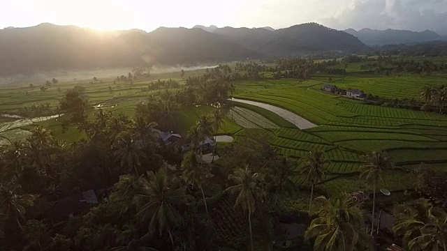 飞越椰子树和壮观的稻田视频素材