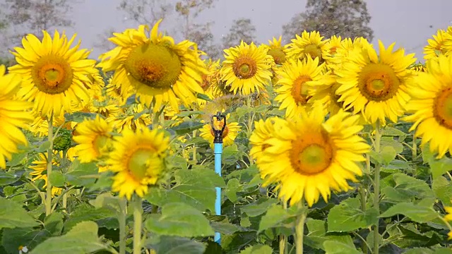浇灌着美丽的大向日葵，映衬着蓝色的天空，黄色的花朵。视频素材