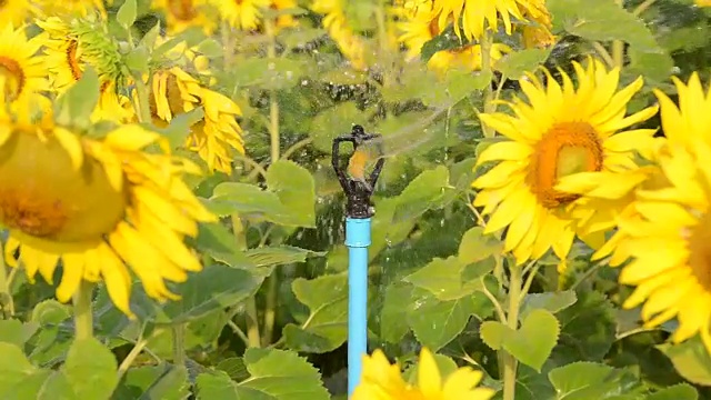 浇灌着美丽的大向日葵，映衬着蓝色的天空，黄色的花朵。视频下载