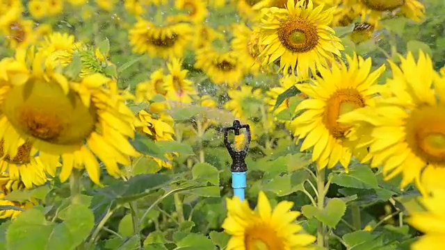 浇灌着美丽的大向日葵，映衬着蓝色的天空，黄色的花朵。视频下载