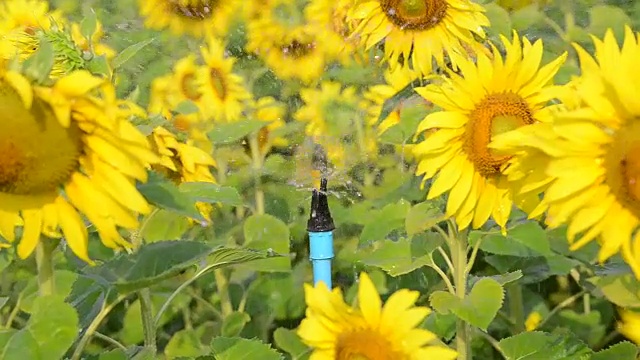 浇灌着美丽的大向日葵，映衬着蓝色的天空，黄色的花朵。视频素材
