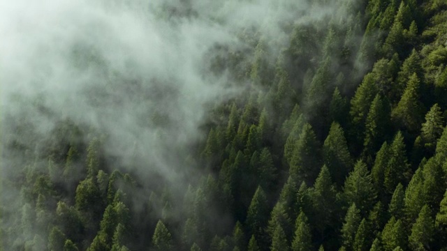 薄雾在覆盖着加州红杉的山坡上翻滚。视频下载