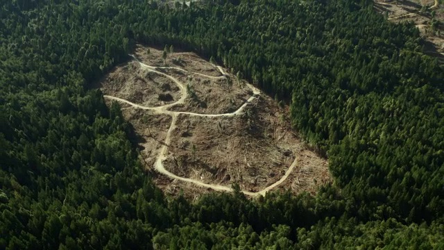 加州洪堡县，一片片被砍伐的红杉林。视频下载