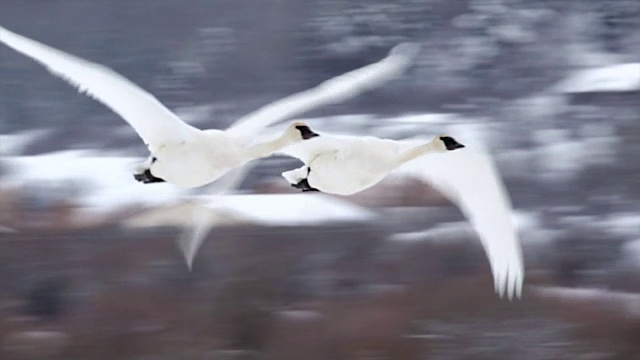 TS/SLOMO拍摄的号手天鹅(天鹅座)在新雪中飞向相机视频下载