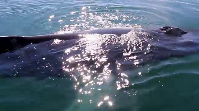 座头鲸吹。视频下载