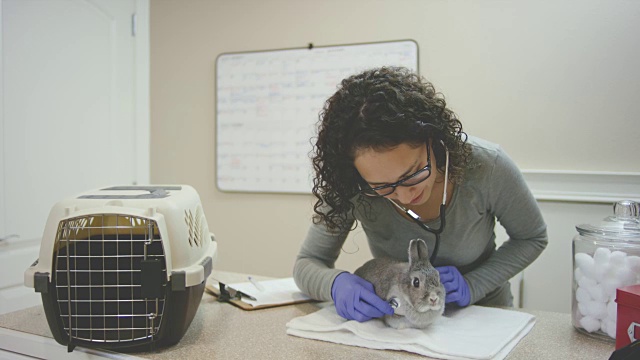 女兽医用听诊器为动物作例行检查视频下载