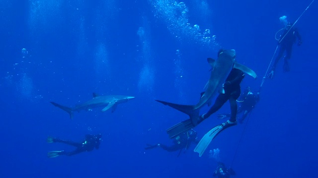 蓝色的鲨鱼视频素材