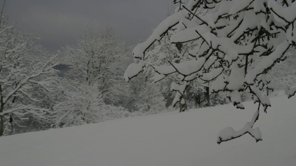 大雪压弯了贫瘠的树枝，覆盖了森林。视频下载