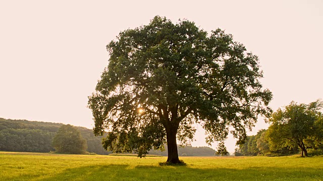 日出时孤独的树视频素材